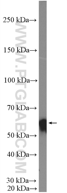 Western Blot (WB) analysis of 3T3-L1 cells using ANGPTL2 Polyclonal antibody (12316-1-AP)