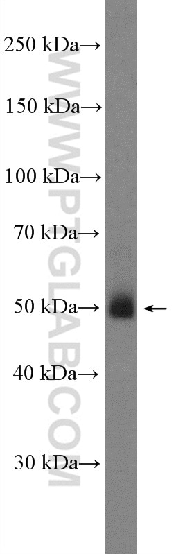 Western Blot (WB) analysis of A375 cells using ANGPTL3 Polyclonal antibody (11964-1-AP)