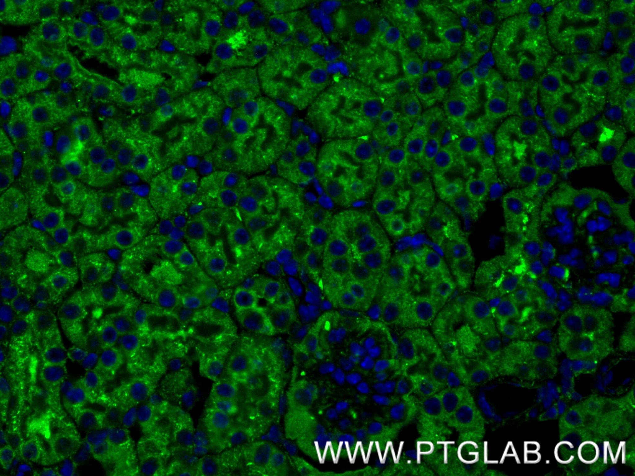 Immunofluorescence (IF) / fluorescent staining of mouse kidney tissue using ANGPTL3 Recombinant monoclonal antibody (86193-1-RR)