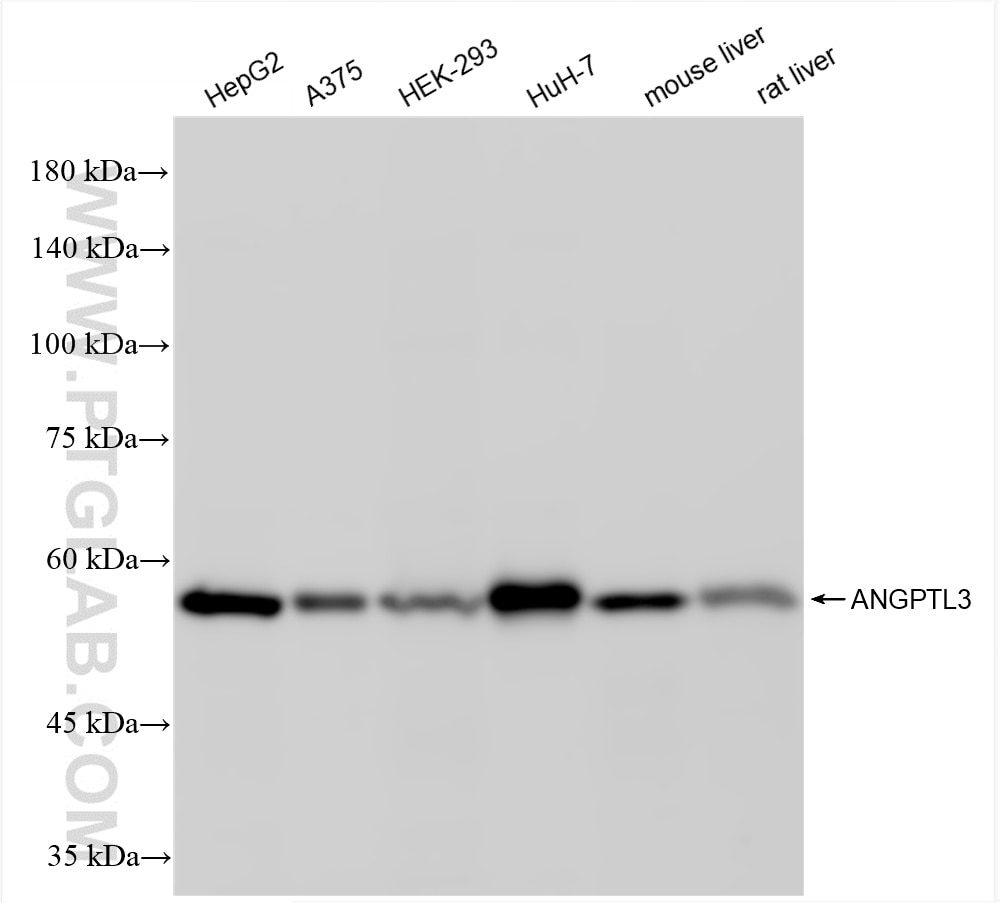 Western Blot (WB) analysis of various lysates using ANGPTL3 Recombinant antibody (86193-1-RR)