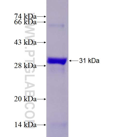 ANGPTL3 fusion protein Ag28594 SDS-PAGE