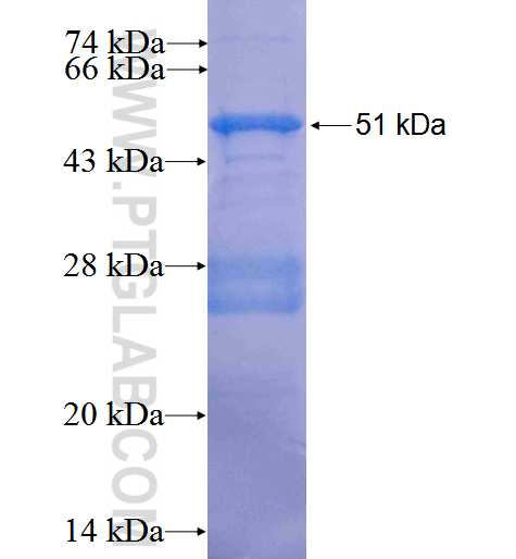 ANGPTL3 fusion protein Ag2573 SDS-PAGE