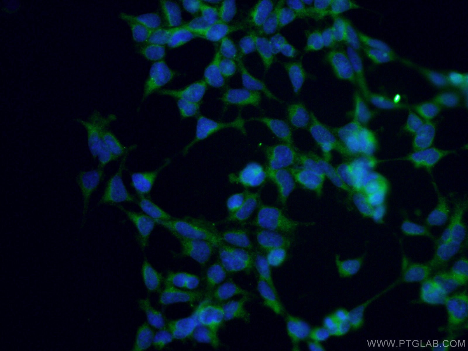 Immunofluorescence (IF) / fluorescent staining of HEK-293 cells using ANGPTL4 Polyclonal antibody (18374-1-AP)