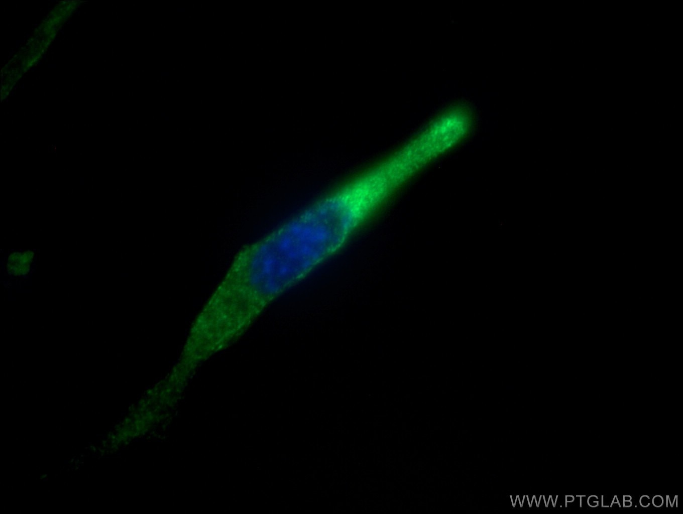 Immunofluorescence (IF) / fluorescent staining of NIH/3T3 cells using ANGPTL4 Polyclonal antibody (18374-1-AP)