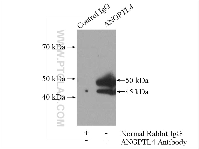 Immunoprecipitation (IP) experiment of mouse heart tissue using ANGPTL4 Polyclonal antibody (18374-1-AP)