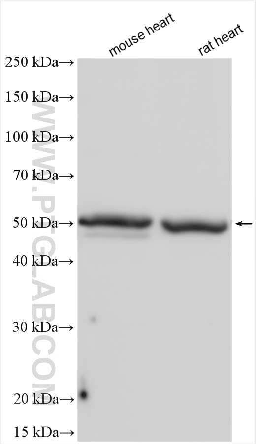 Western Blot (WB) analysis of various lysates using ANGPTL4 Polyclonal antibody (18374-1-AP)