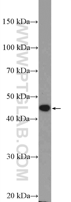Western Blot (WB) analysis of HEK-293 cells using ANGPTL4 Polyclonal antibody (18374-1-AP)