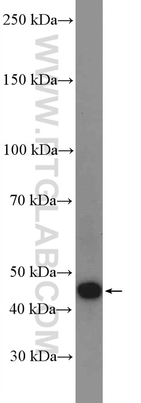 Western Blot (WB) analysis of mouse kidney tissue using ANGPTL4 Polyclonal antibody (18374-1-AP)