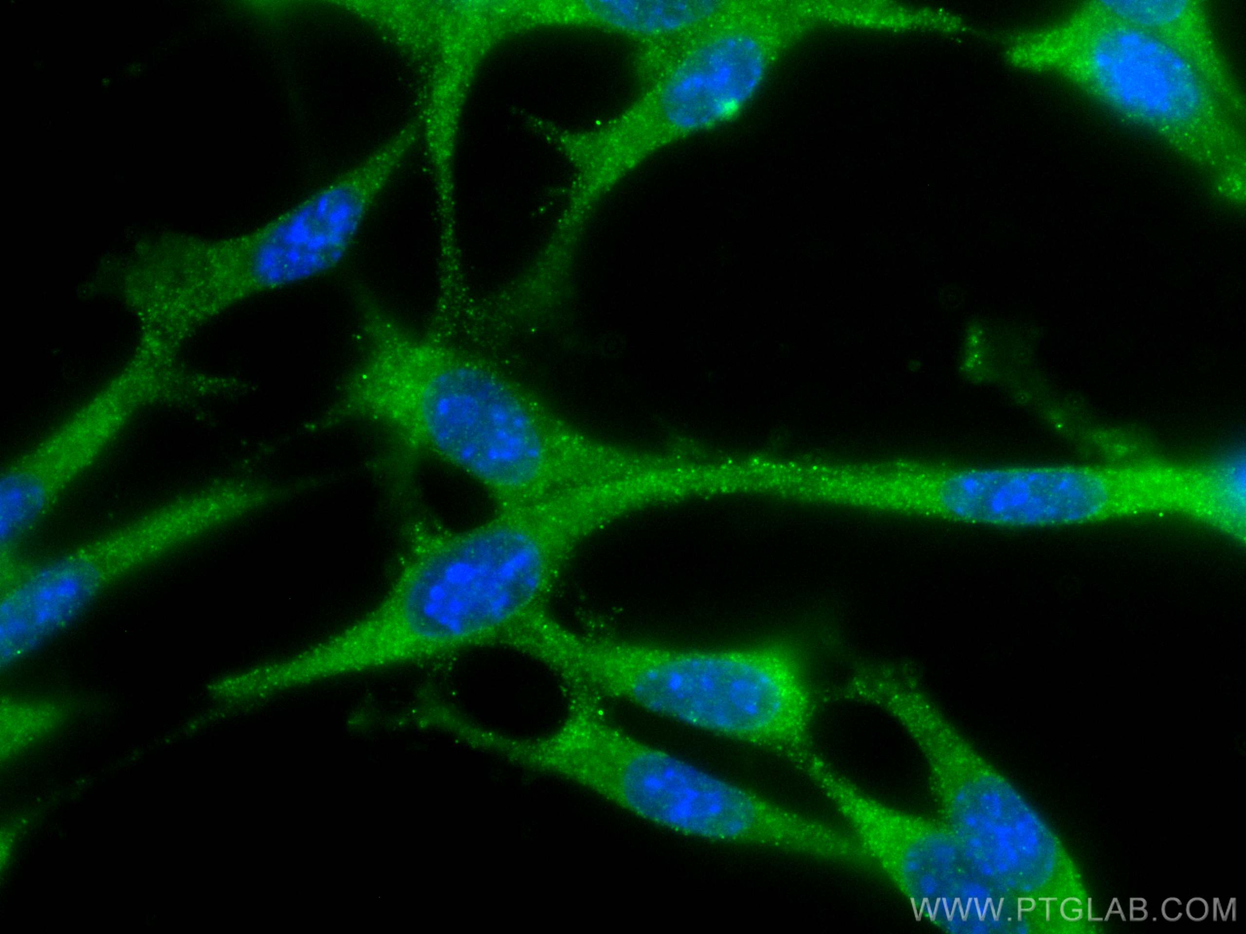 Immunofluorescence (IF) / fluorescent staining of NIH/3T3 cells using ANGPTL4 Monoclonal antibody (67577-1-Ig)