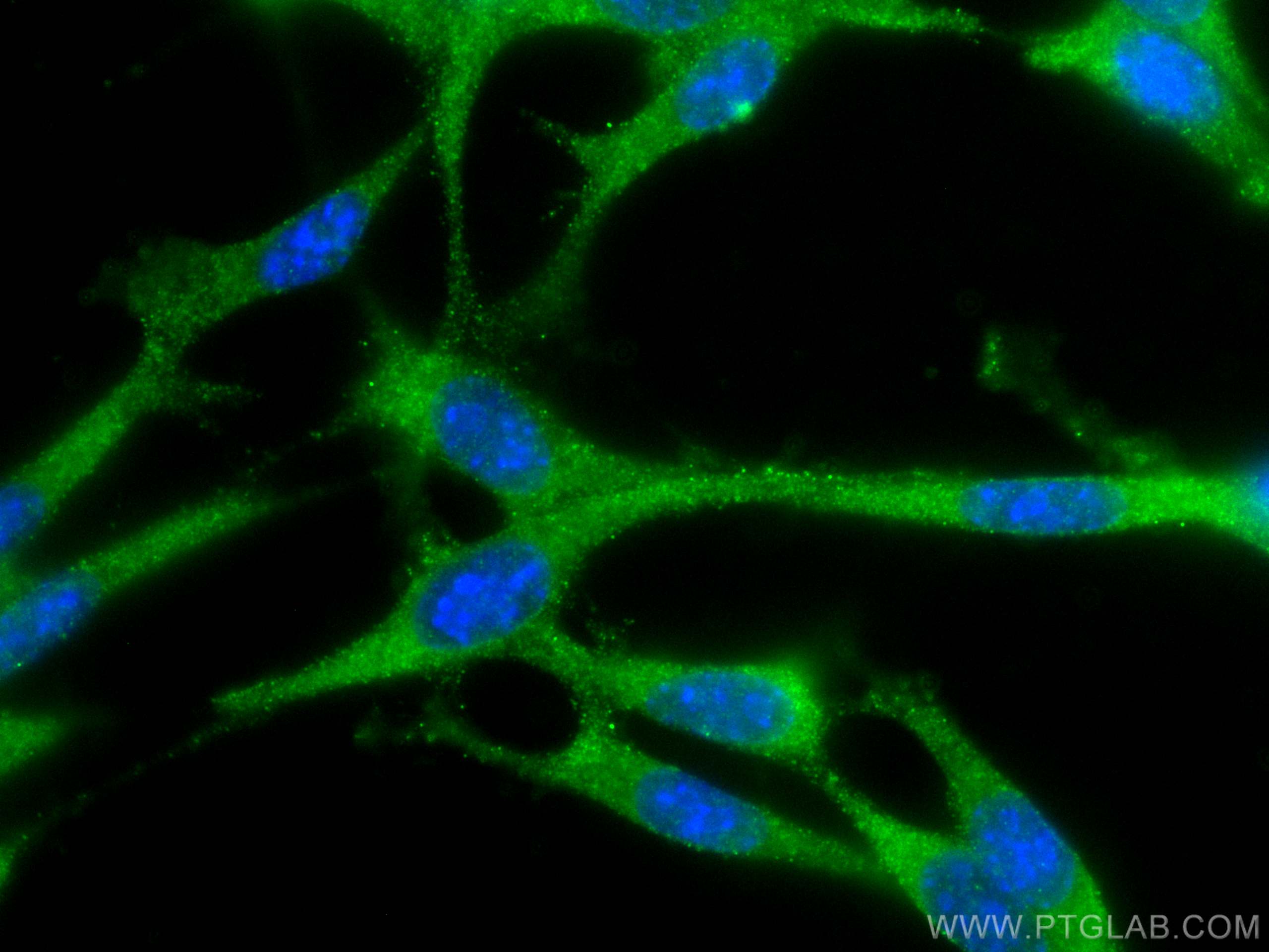 IF Staining of NIH/3T3 using 67577-1-Ig