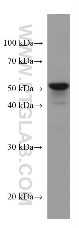 Western Blot (WB) analysis of HT-29 cells using ANGPTL4 Monoclonal antibody (67577-1-Ig)