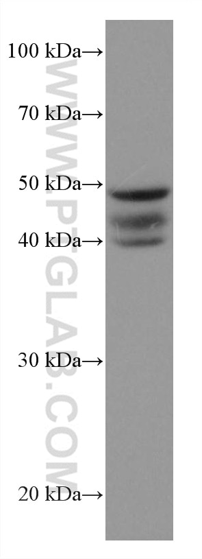 Western Blot (WB) analysis of Caco-2 cells using ANGPTL4 Monoclonal antibody (67577-1-Ig)