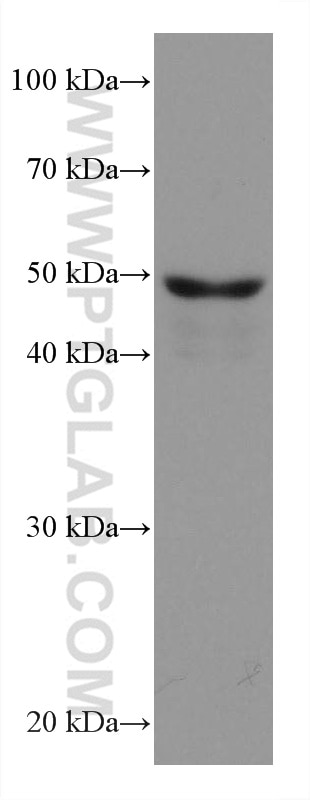 Western Blot (WB) analysis of HT-29 cells using ANGPTL4 Monoclonal antibody (67577-1-Ig)