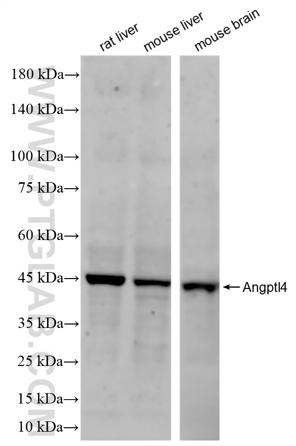 Western Blot (WB) analysis of various lysates using ANGPTL4 Recombinant antibody (86006-4-RR)