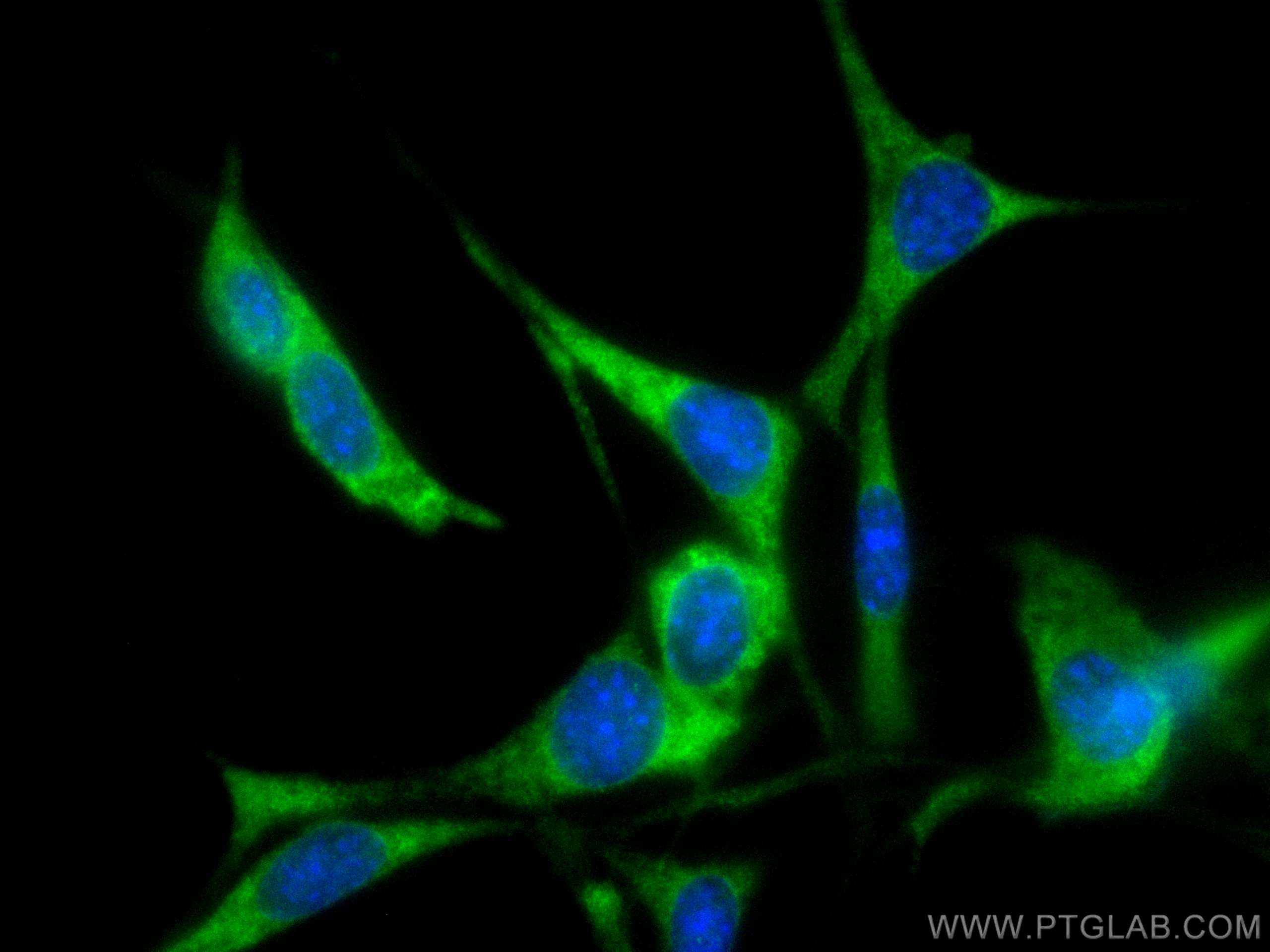 Immunofluorescence (IF) / fluorescent staining of NIH/3T3 cells using CoraLite® Plus 488-conjugated ANGPTL4 Monoclonal a (CL488-67577)