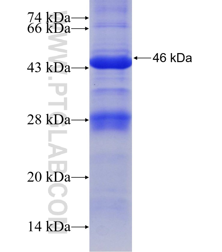 ANGPTL4 fusion protein Ag30070 SDS-PAGE