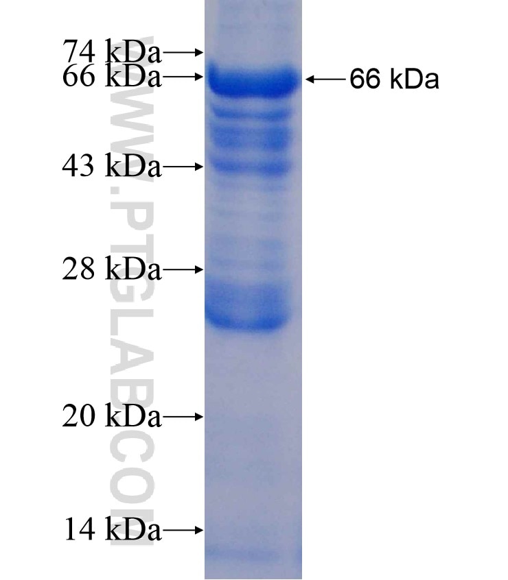 ANGPTL4 fusion protein Ag13237 SDS-PAGE