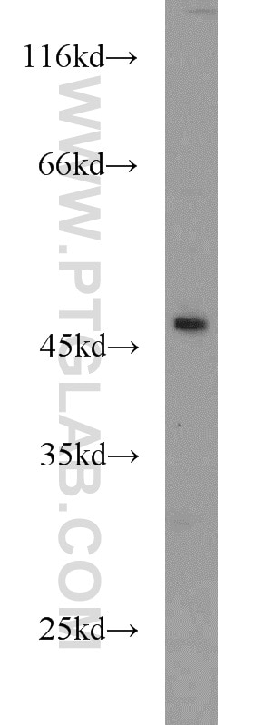 Western Blot (WB) analysis of HEK-293 cells using ANGPTL5 Polyclonal antibody (13986-1-AP)