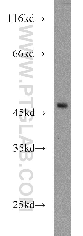 Western Blot (WB) analysis of HEK-293 cells using ANGPTL5 Polyclonal antibody (13986-1-AP)