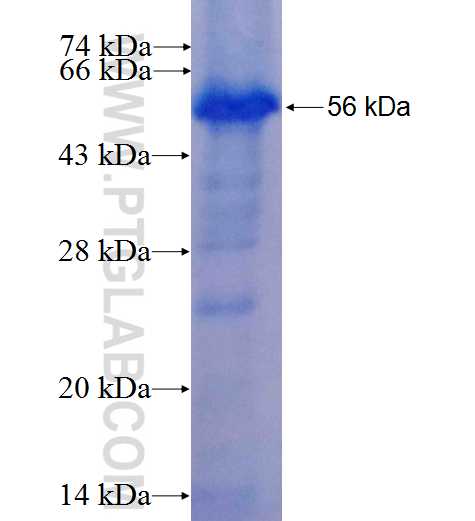 ANGPTL5 fusion protein Ag5053 SDS-PAGE