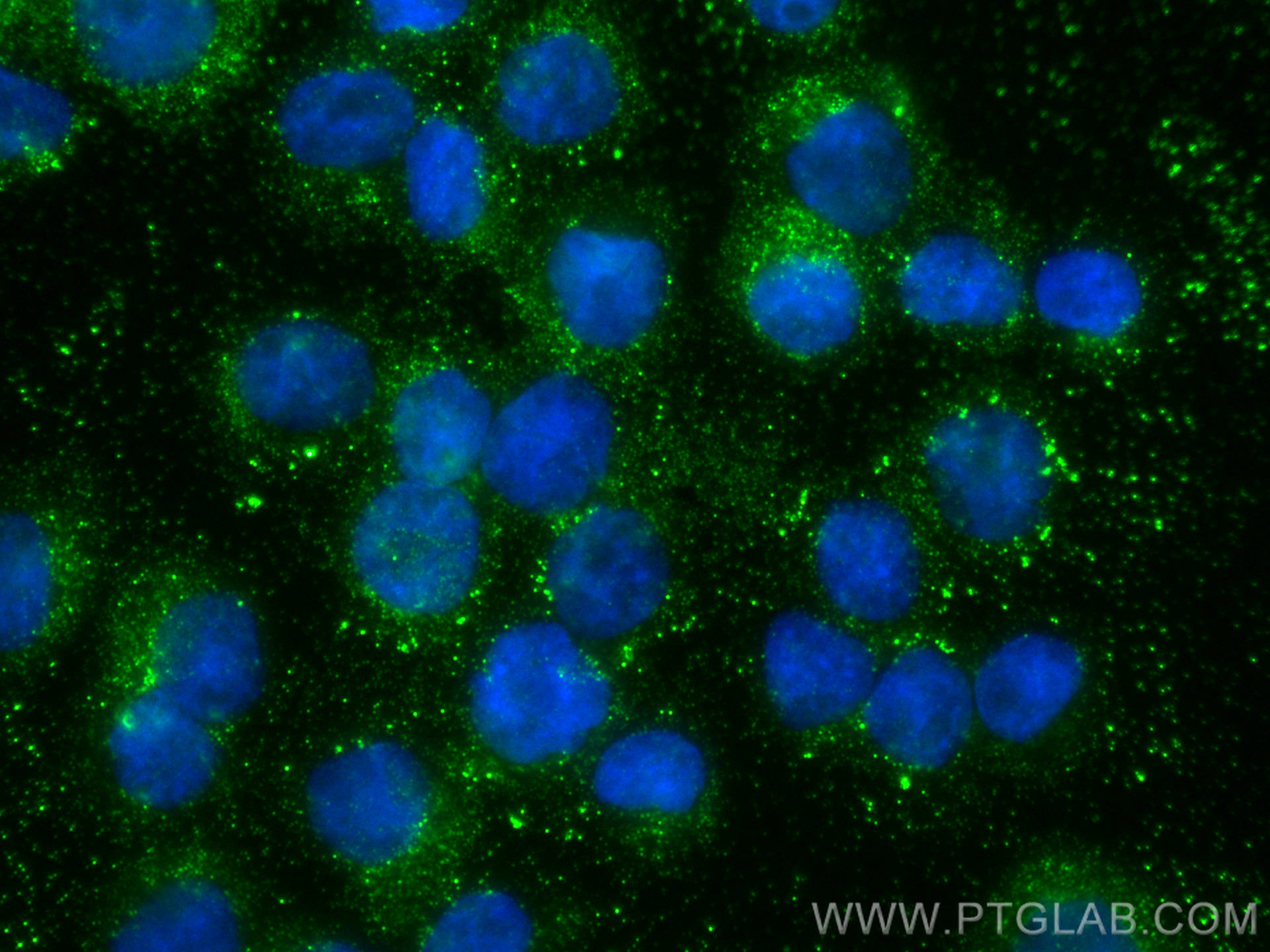 Immunofluorescence (IF) / fluorescent staining of THP-1 cells using ANGPTL7 Polyclonal antibody (10396-1-AP)