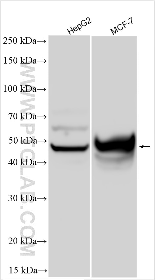 Western Blot (WB) analysis of various lysates using ANGPTL7 Polyclonal antibody (10396-1-AP)