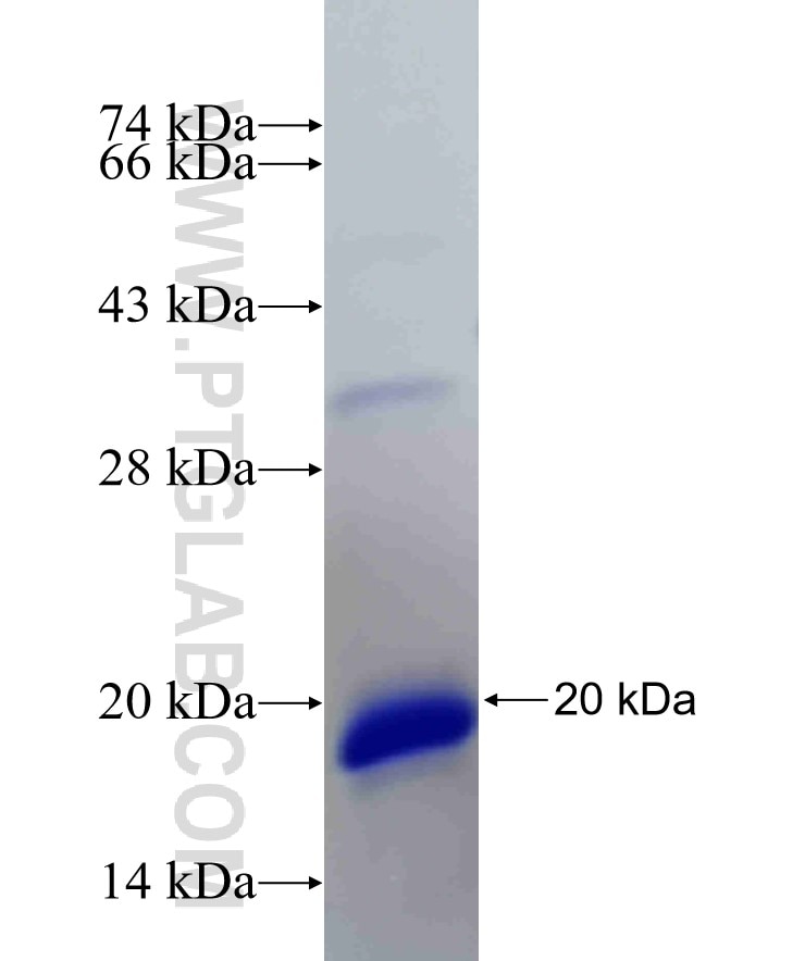 ANGPTL7 fusion protein Ag32205 SDS-PAGE