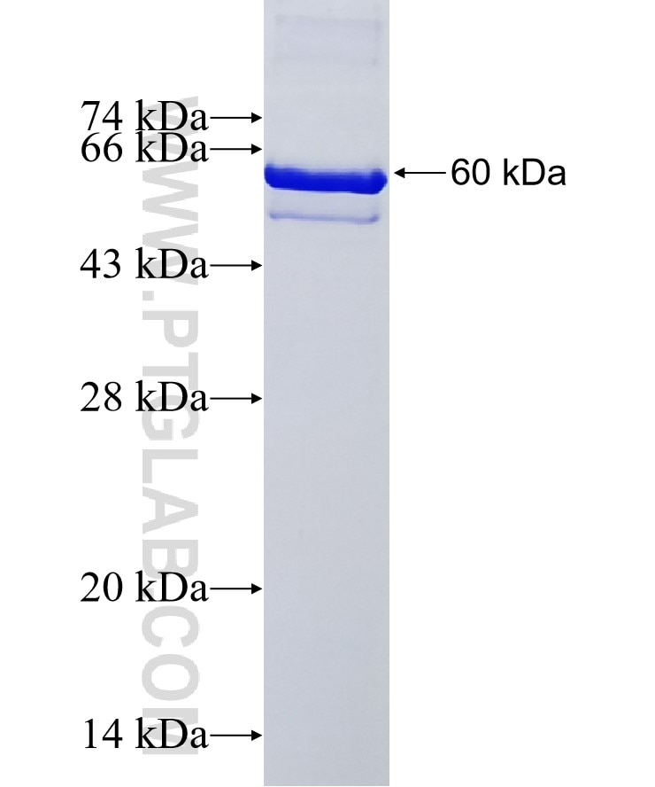 ANGPTL7 fusion protein Ag0596 SDS-PAGE