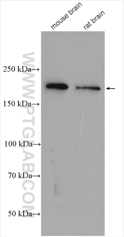 Western Blot (WB) analysis of various lysates using ANK3 Polyclonal antibody (27980-1-AP)