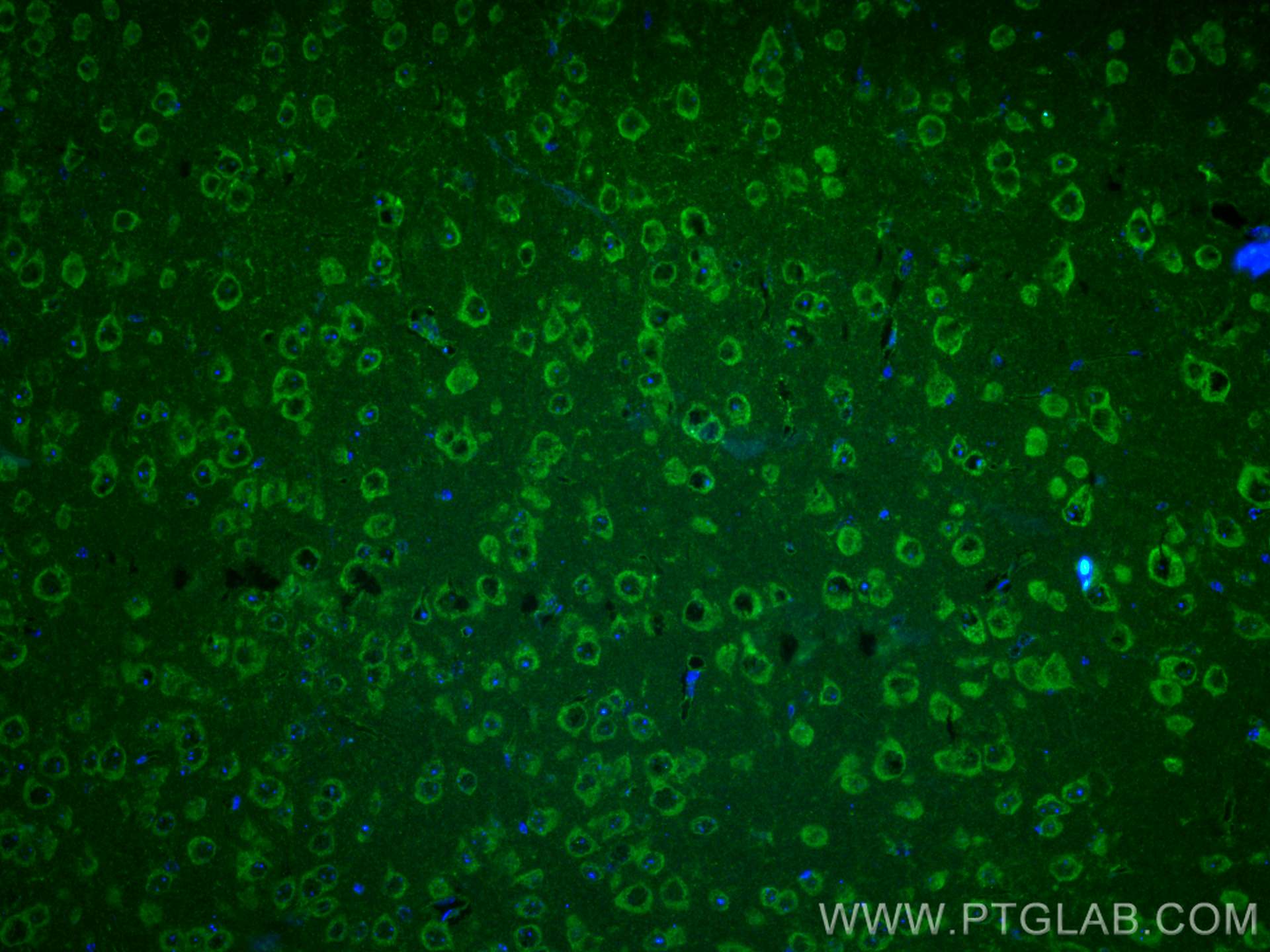IF Staining of mouse brain using CL488-27766