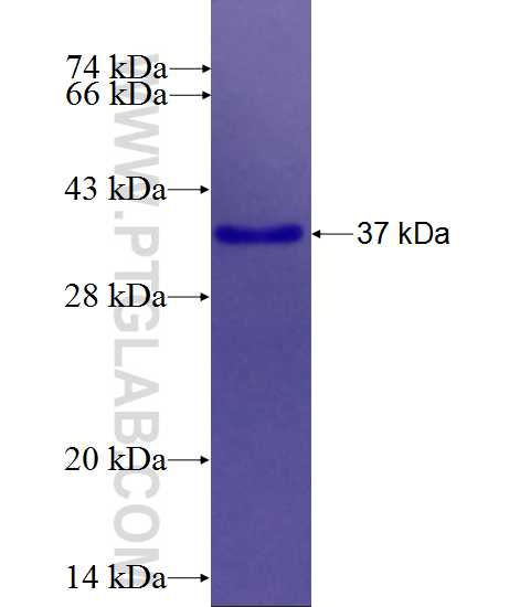 ANK3 fusion protein Ag26957 SDS-PAGE