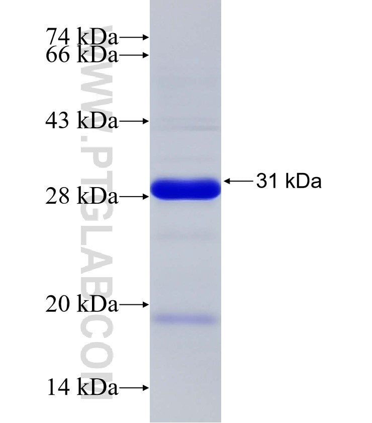 ANKFN1 fusion protein Ag32938 SDS-PAGE