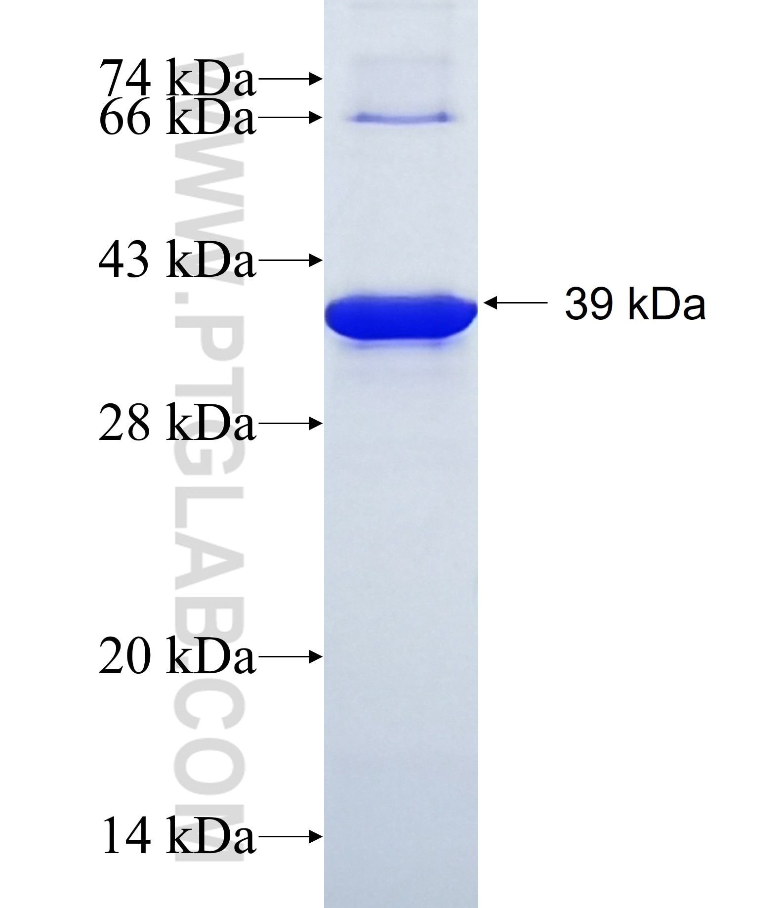 ANKFY1 fusion protein Ag19267 SDS-PAGE