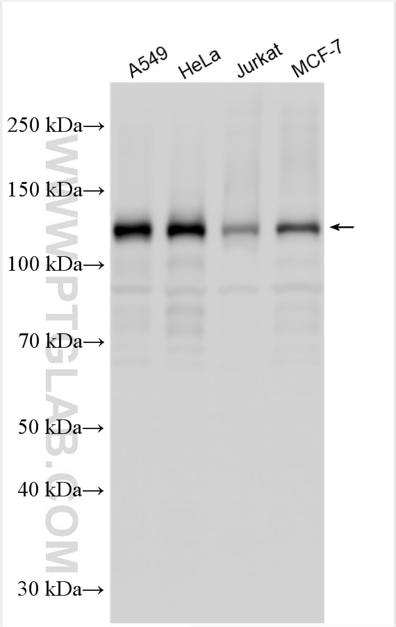 Western Blot (WB) analysis of various lysates using ANKIB1 Polyclonal antibody (30467-1-AP)