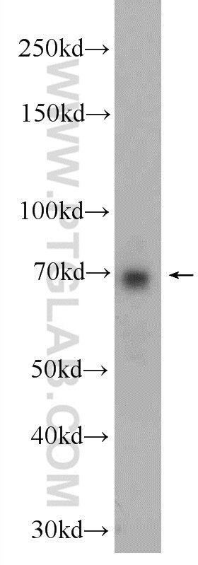 WB analysis of K-562 using 24080-1-AP