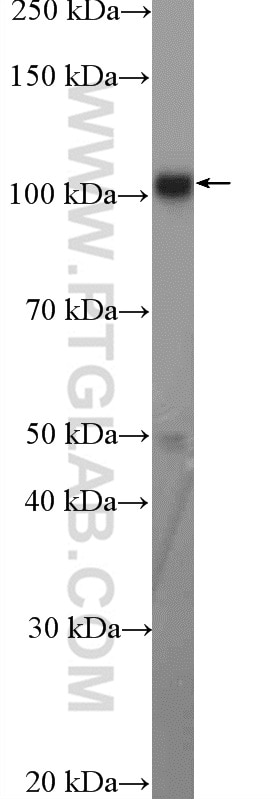 Western Blot (WB) analysis of HEK-293 cells using ANKLE2 Polyclonal antibody (26293-1-AP)