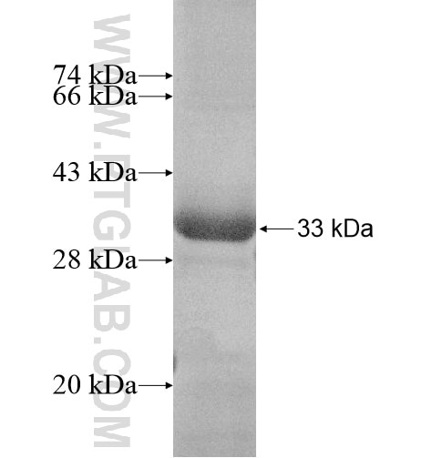 ANKMY1 fusion protein Ag15321 SDS-PAGE