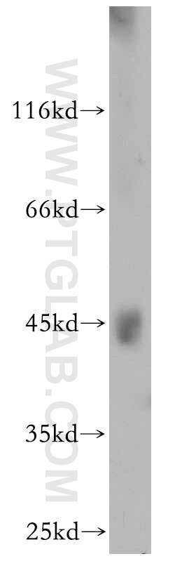 Western Blot (WB) analysis of HepG2 cells using ANKMY2 Polyclonal antibody (21065-1-AP)
