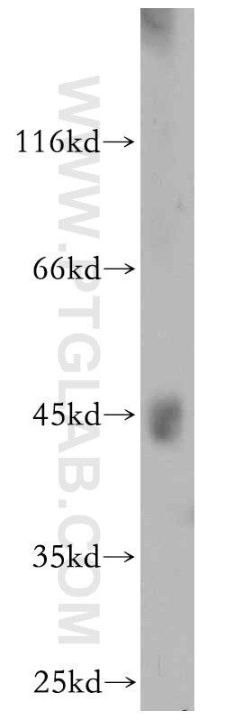 Western Blot (WB) analysis of HepG2 cells using ANKMY2 Polyclonal antibody (21065-1-AP)