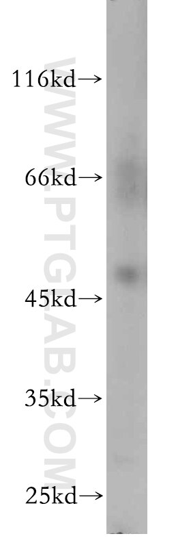 Western Blot (WB) analysis of mouse liver tissue using ANKMY2 Polyclonal antibody (21065-1-AP)