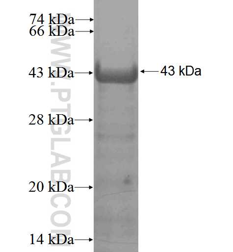 ANKRA2 fusion protein Ag3218 SDS-PAGE