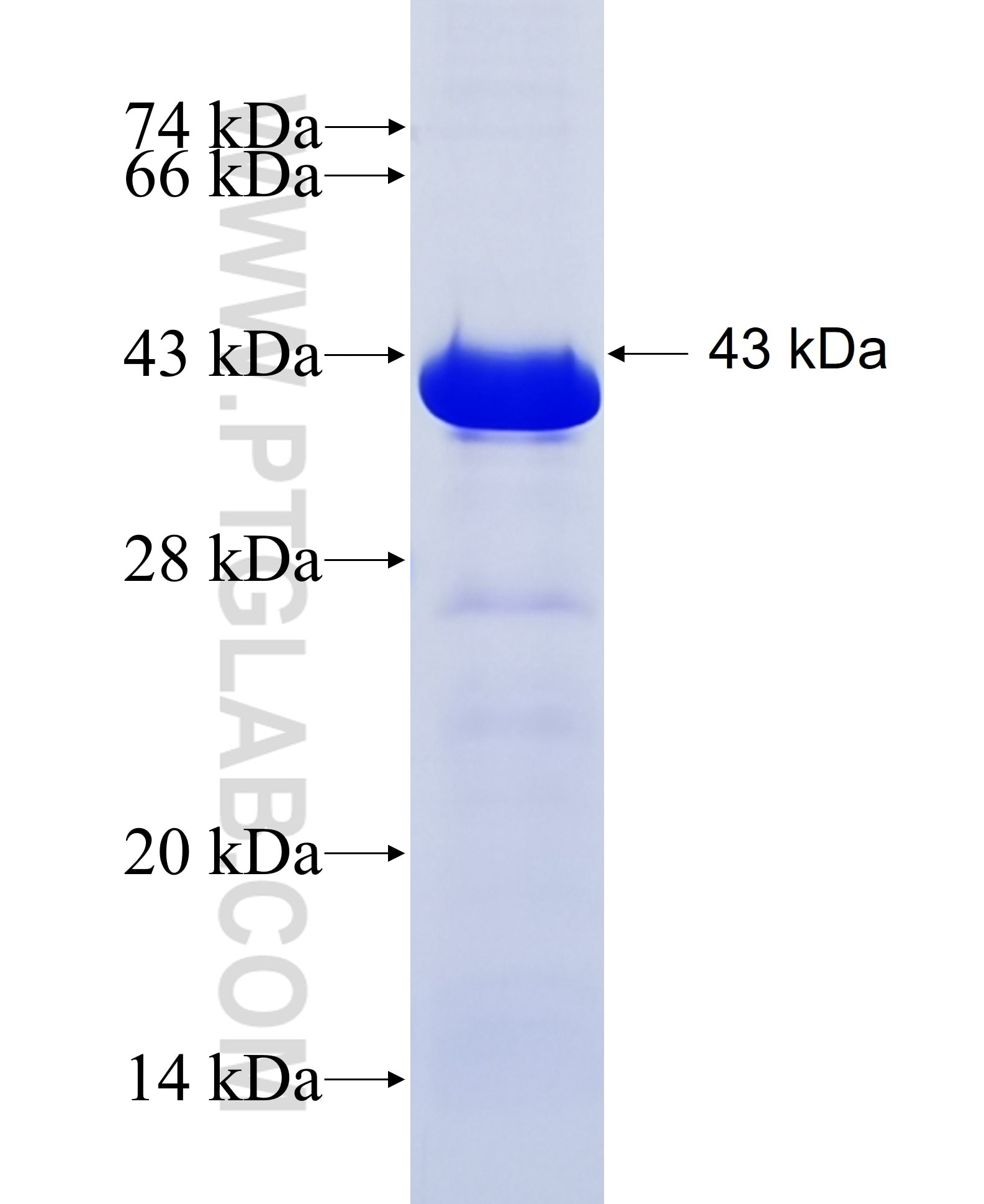 ANKRA2 fusion protein Ag3218 SDS-PAGE