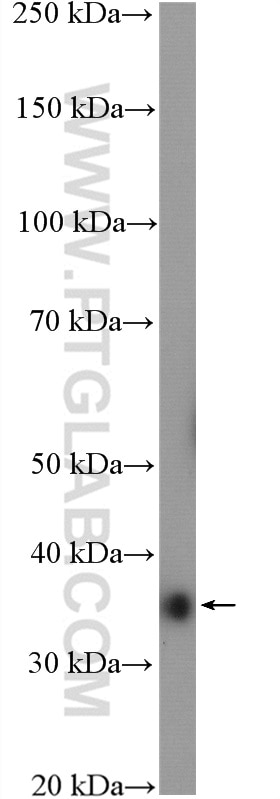 Western Blot (WB) analysis of mouse skeletal muscle tissue using ANKRD1 Polyclonal antibody (11427-1-AP)