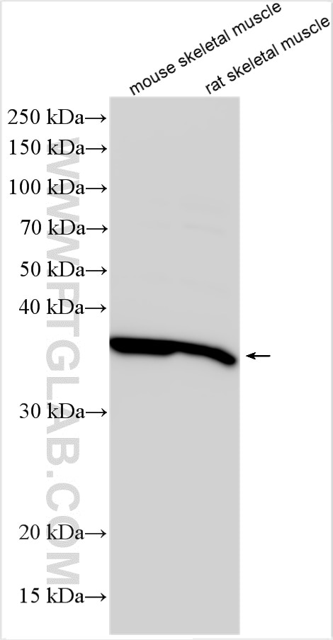 Western Blot (WB) analysis of various lysates using ANKRD1 Polyclonal antibody (11427-1-AP)