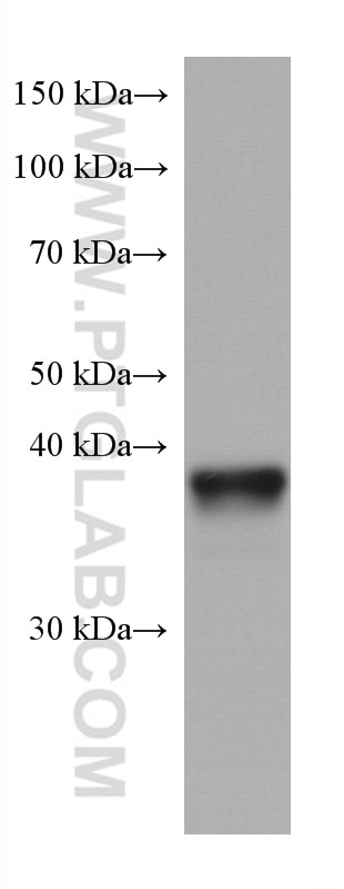 Western Blot (WB) analysis of mouse heart tissue using ANKRD1 Monoclonal antibody (67775-1-Ig)
