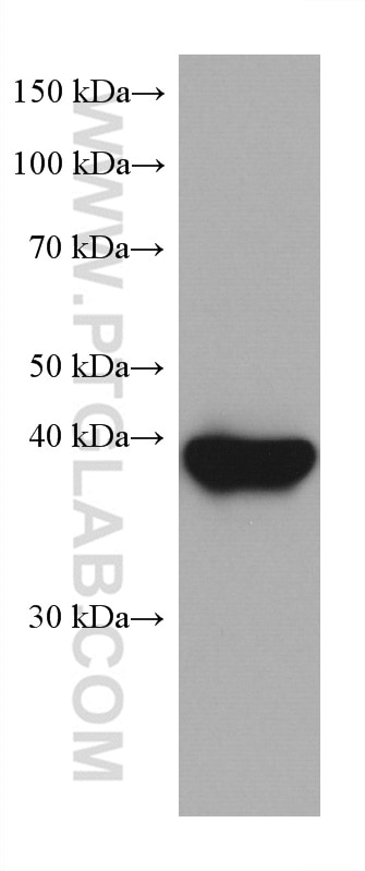 Western Blot (WB) analysis of rabbit heart tissue using ANKRD1 Monoclonal antibody (67775-1-Ig)