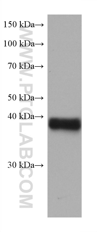 Western Blot (WB) analysis of pig heart tissue using ANKRD1 Monoclonal antibody (67775-1-Ig)