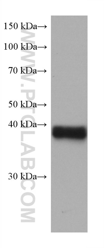 WB analysis of pig heart using 67775-1-Ig