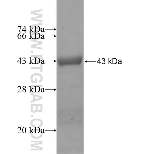 ANKRD10 fusion protein Ag13850 SDS-PAGE