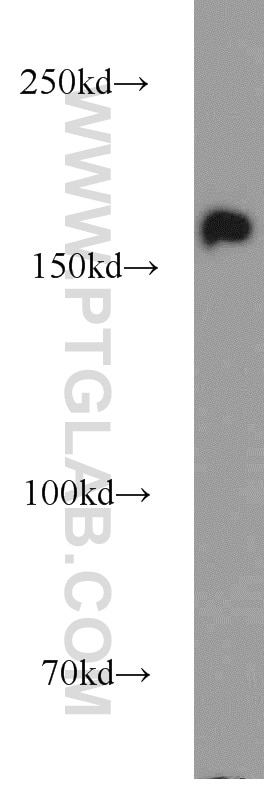 WB analysis of BxPC-3 using 55364-1-AP